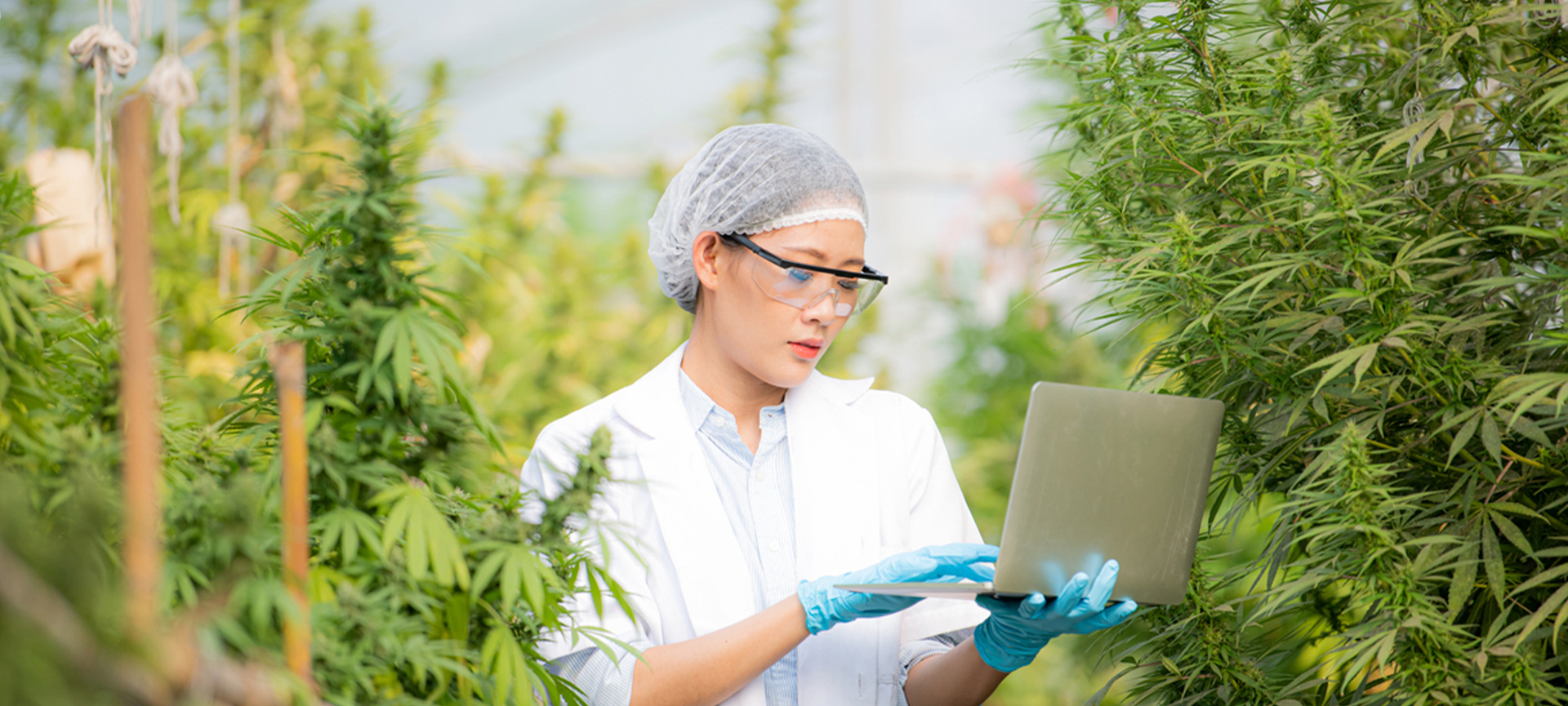Cannabis: a nova aliada do bem-estar feminino