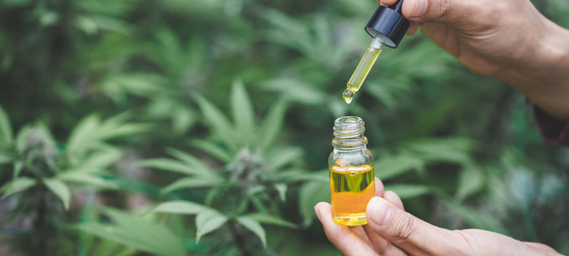 Existe tratamento novo para a menopausa e ele se chama Cannabis