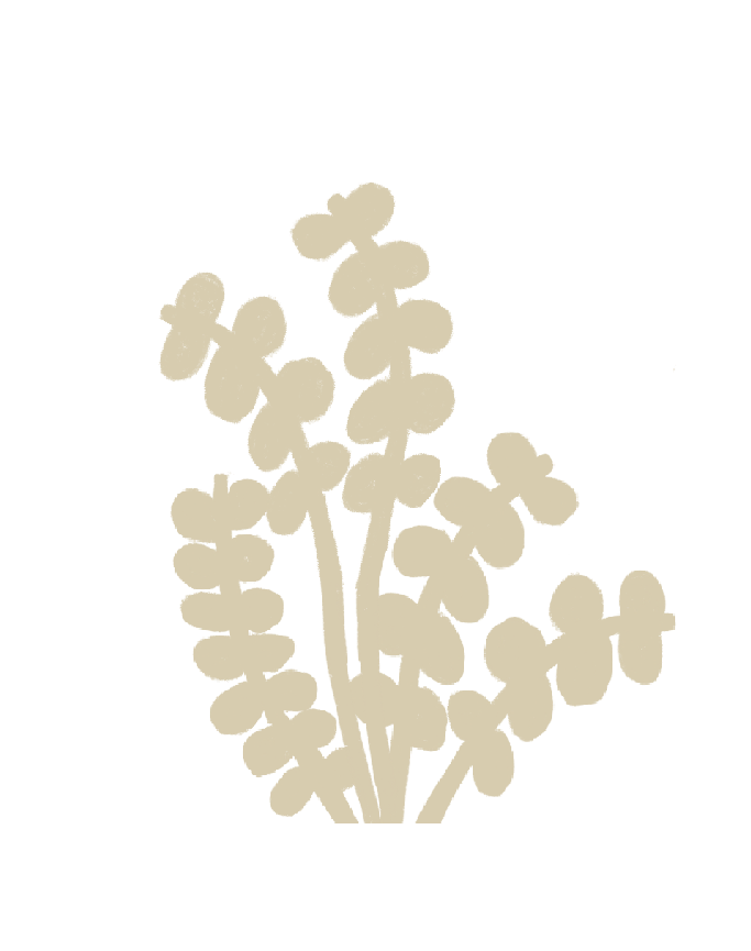 Zamioculca