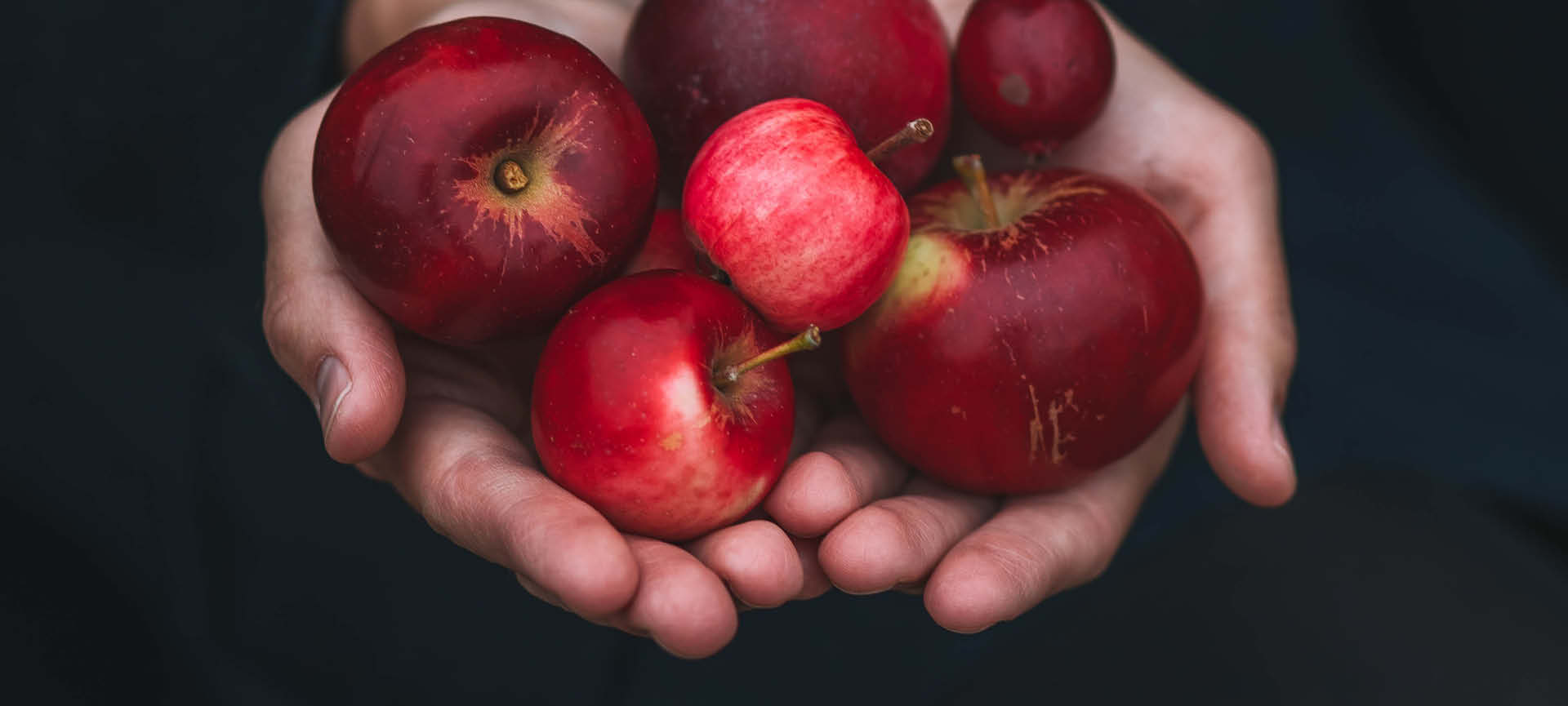 O sonho da fruta própria: 8 tipos para criar em vaso